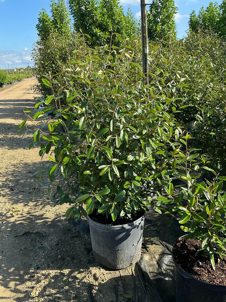 quadrella-jamaicensis-jamaican-caper-capparis-cynophallophora