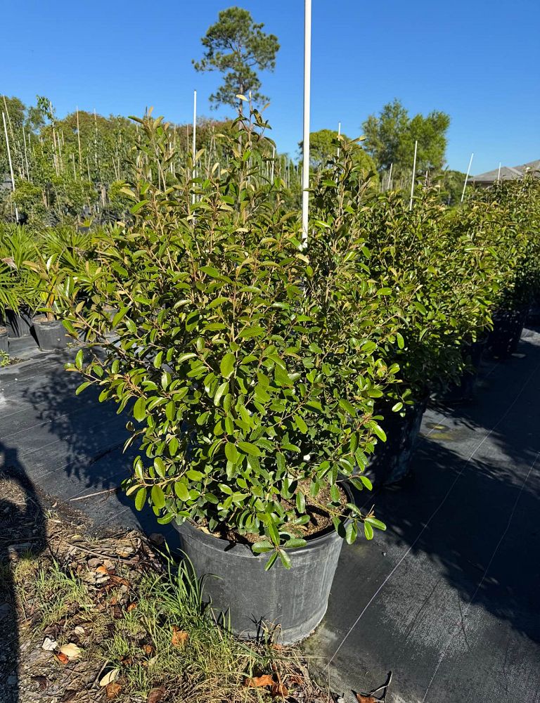 quadrella-jamaicensis-jamaican-caper-capparis-cynophallophora