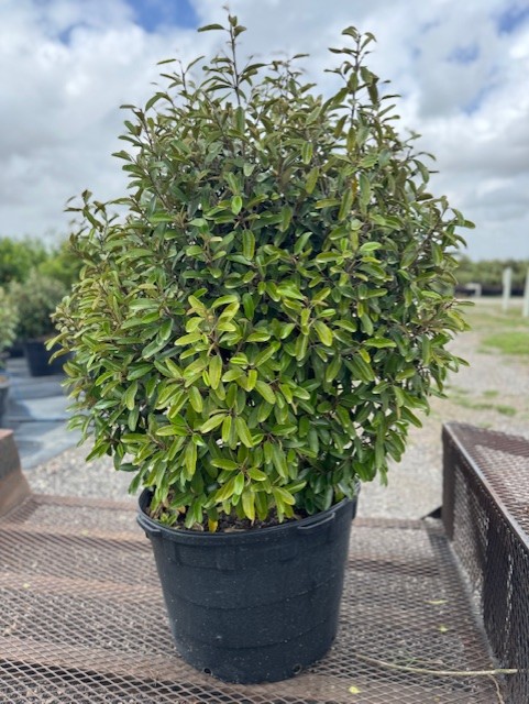 quadrella-jamaicensis-jamaican-caper-capparis-cynophallophora