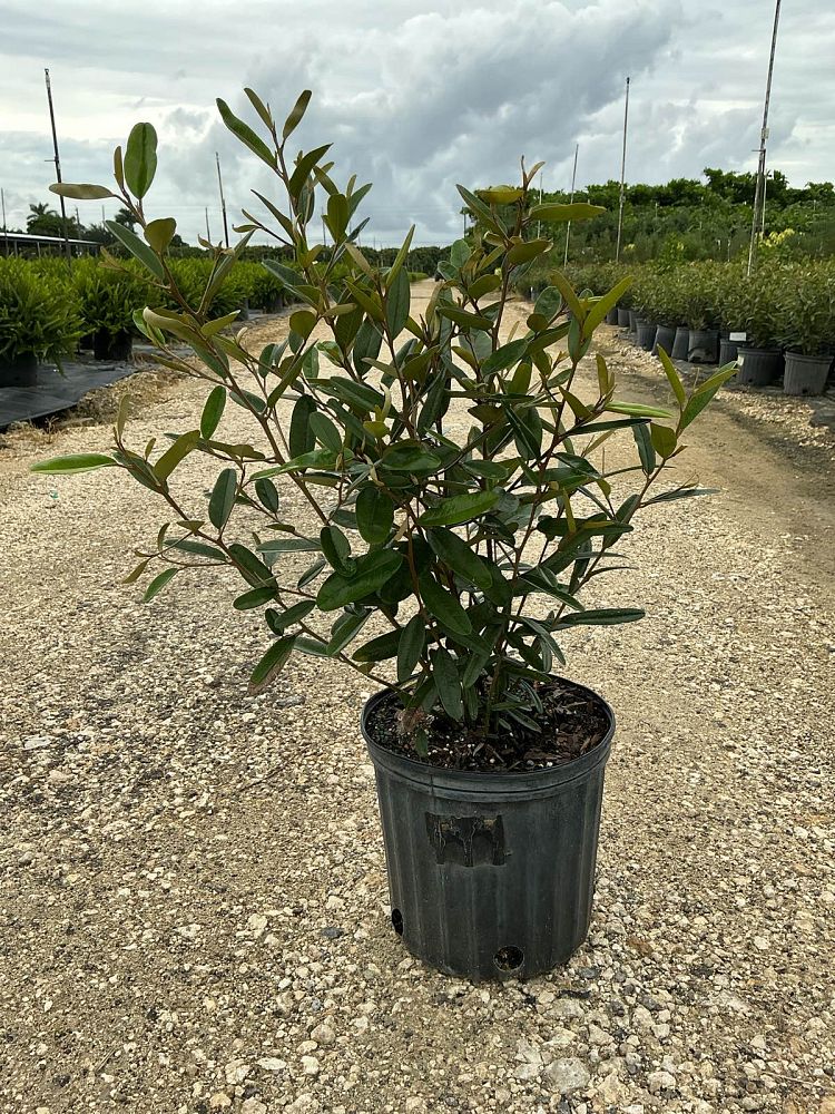 quadrella-jamaicensis-jamaican-caper-capparis-cynophallophora