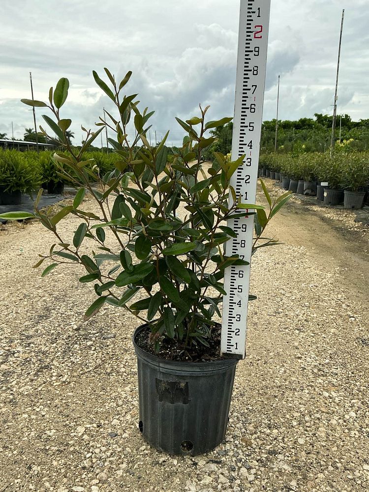 quadrella-jamaicensis-jamaican-caper-capparis-cynophallophora