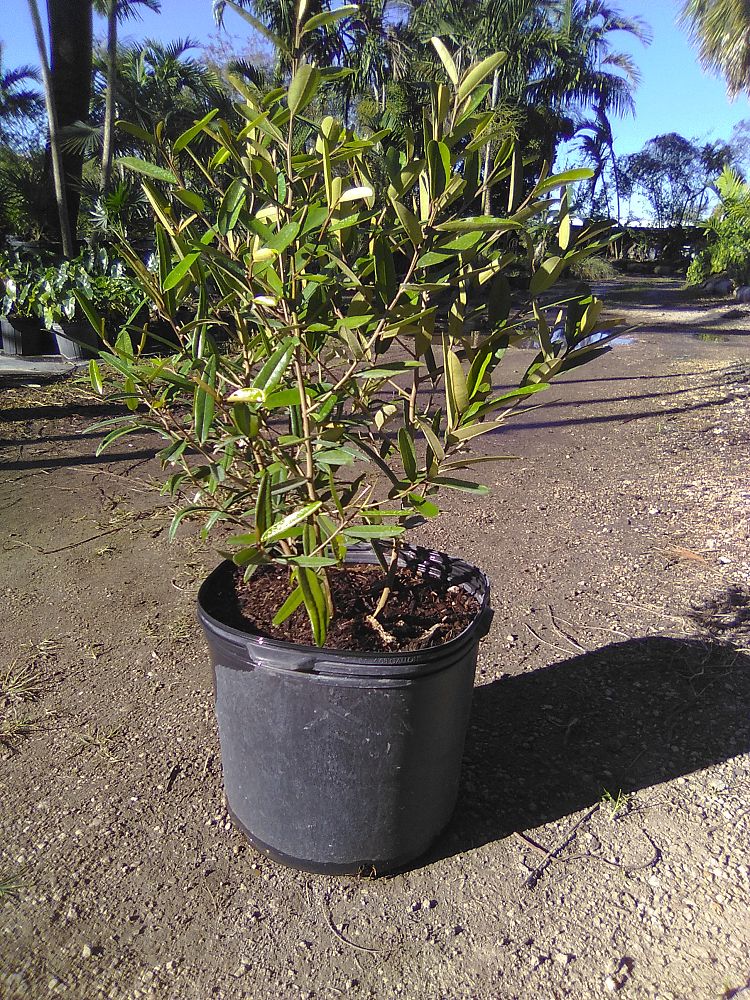 quadrella-jamaicensis-jamaican-caper-capparis-cynophallophora