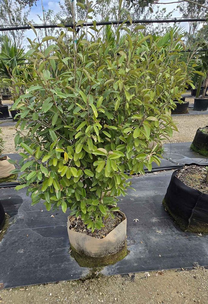 quadrella-jamaicensis-jamaican-caper-capparis-cynophallophora