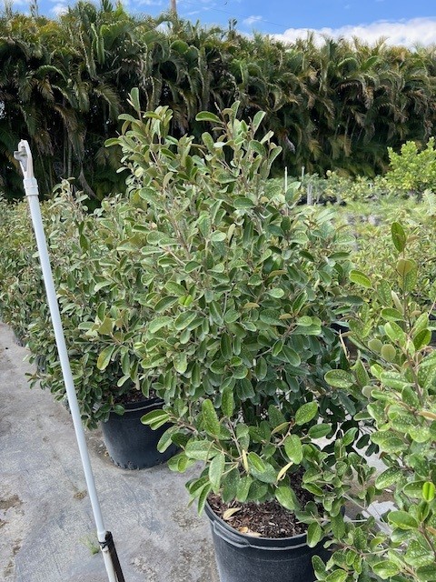 quadrella-jamaicensis-jamaican-caper-capparis-cynophallophora