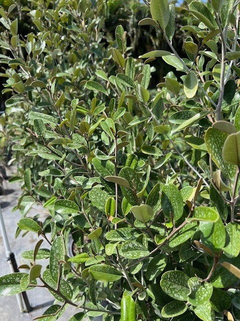 quadrella-jamaicensis-jamaican-caper-capparis-cynophallophora