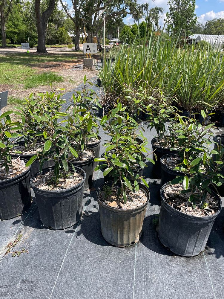 quadrella-jamaicensis-jamaican-caper-capparis-cynophallophora