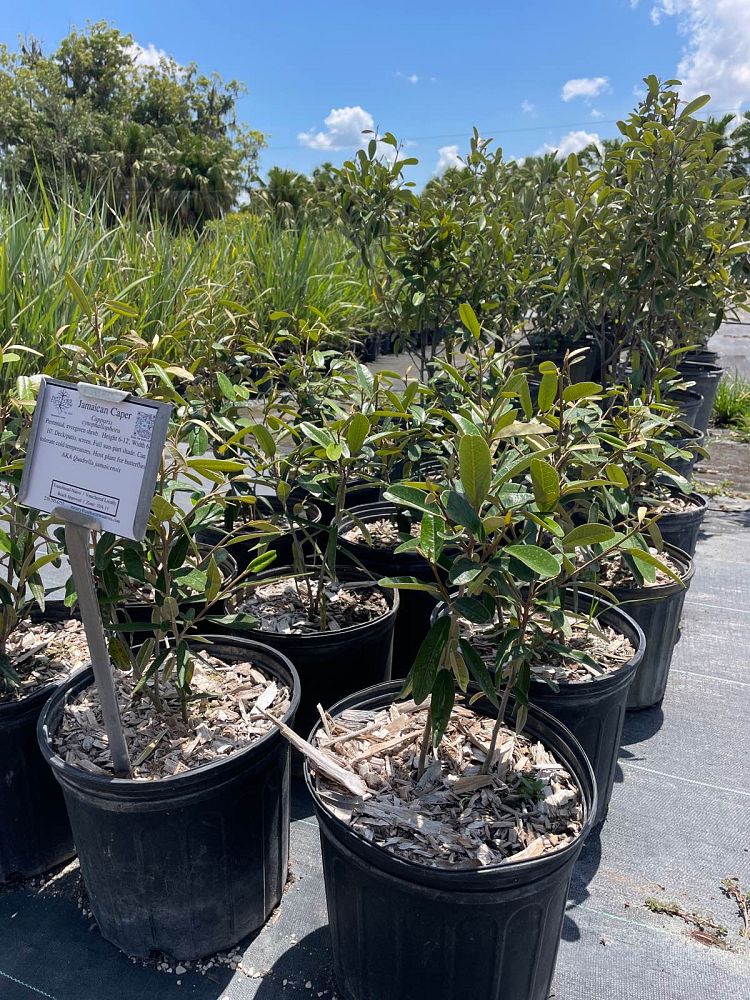quadrella-jamaicensis-jamaican-caper-capparis-cynophallophora