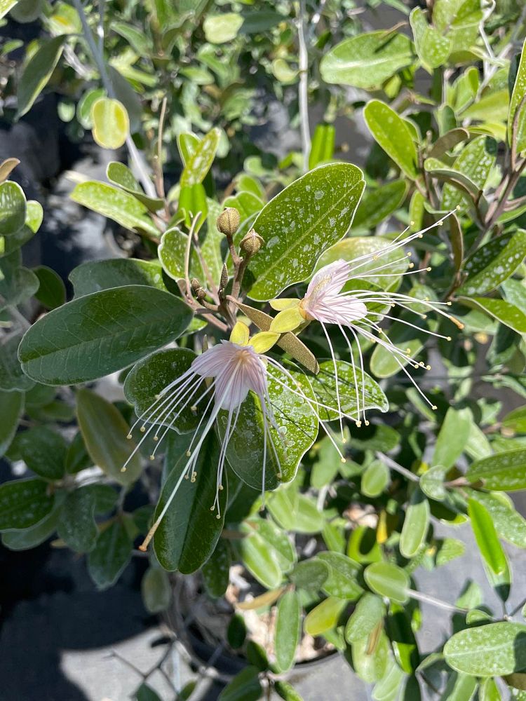 quadrella-jamaicensis-jamaican-caper-capparis-cynophallophora