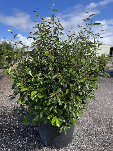 quadrella-jamaicensis-jamaican-caper-capparis-cynophallophora
