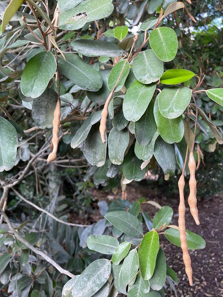 quadrella-jamaicensis-jamaican-caper-capparis-cynophallophora