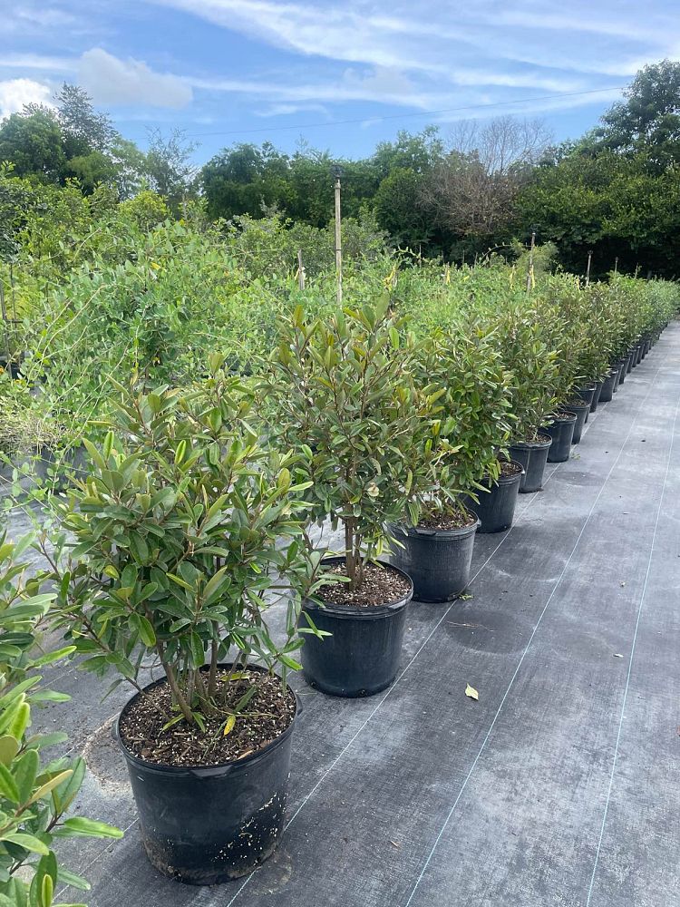 quadrella-jamaicensis-jamaican-caper-capparis-cynophallophora