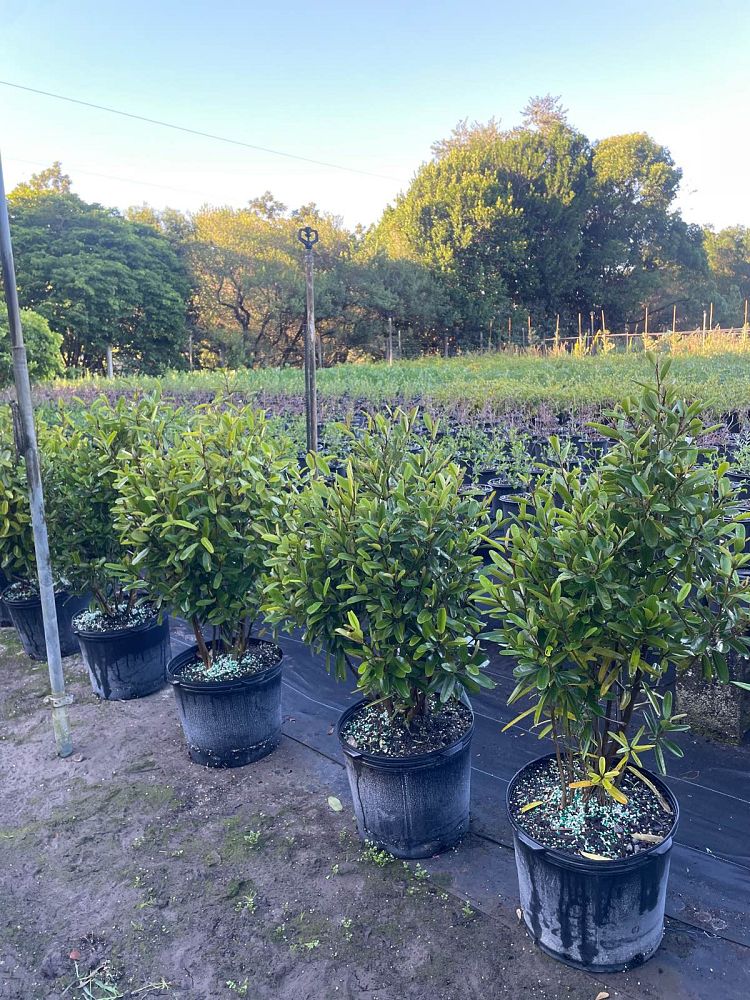 quadrella-jamaicensis-jamaican-caper-capparis-cynophallophora