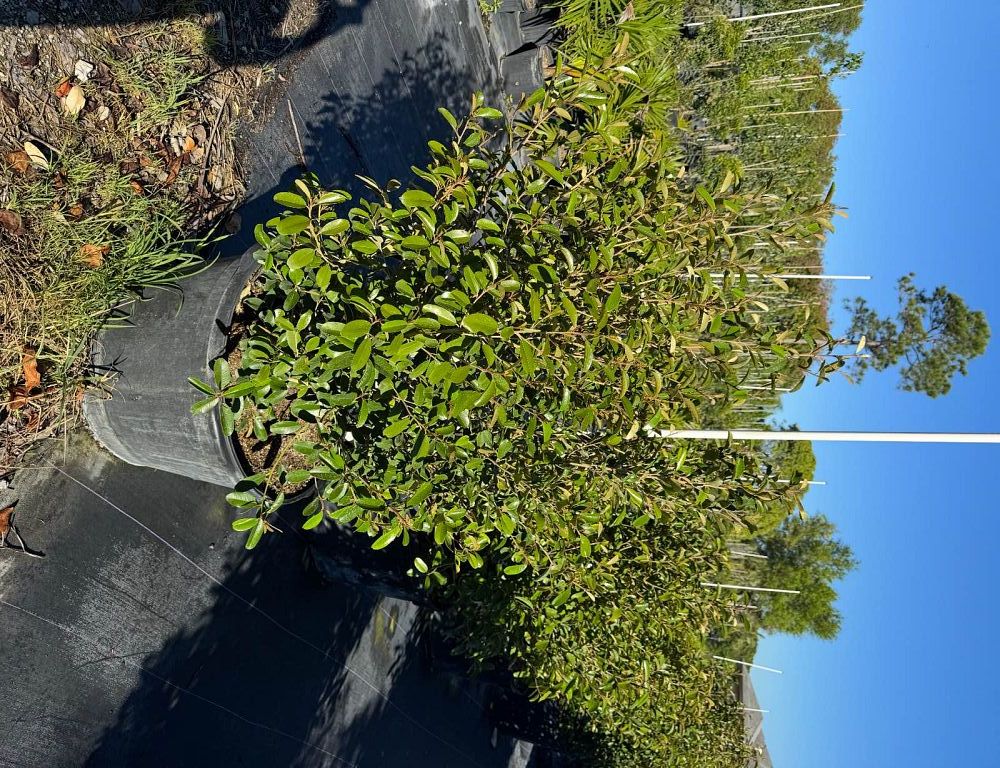 quadrella-jamaicensis-jamaican-caper-capparis-cynophallophora