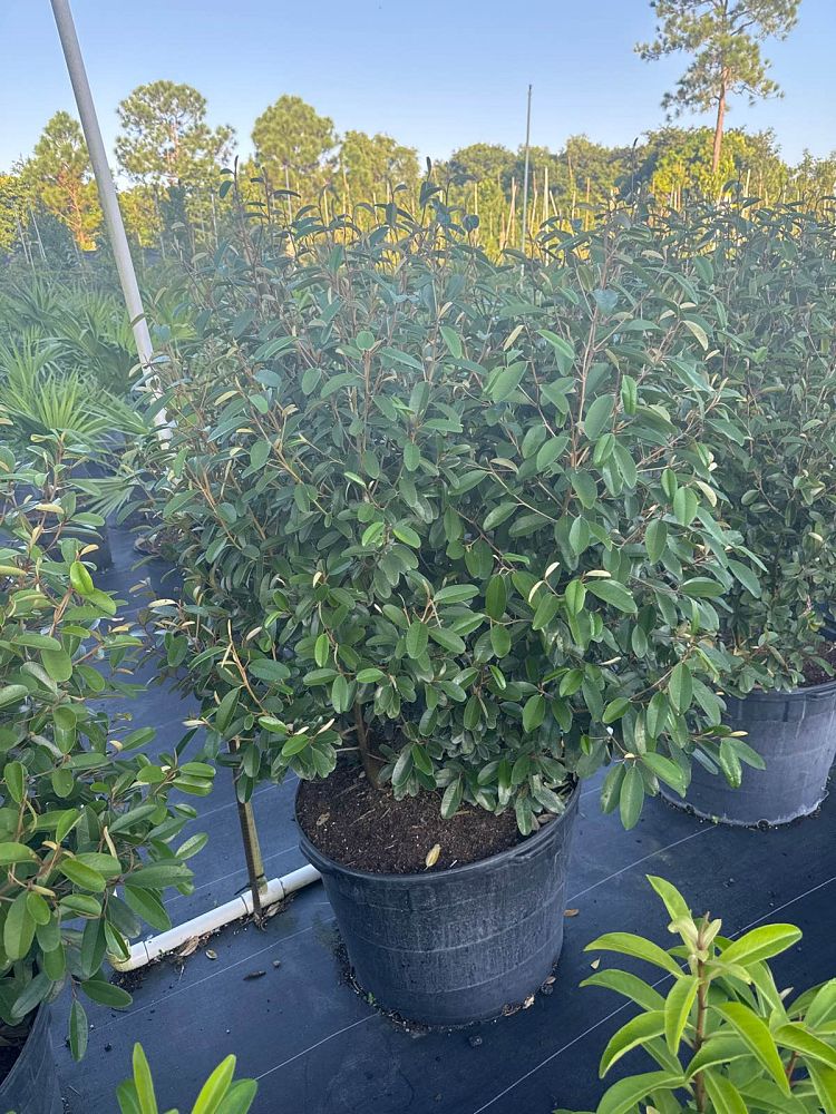 quadrella-jamaicensis-jamaican-caper-capparis-cynophallophora