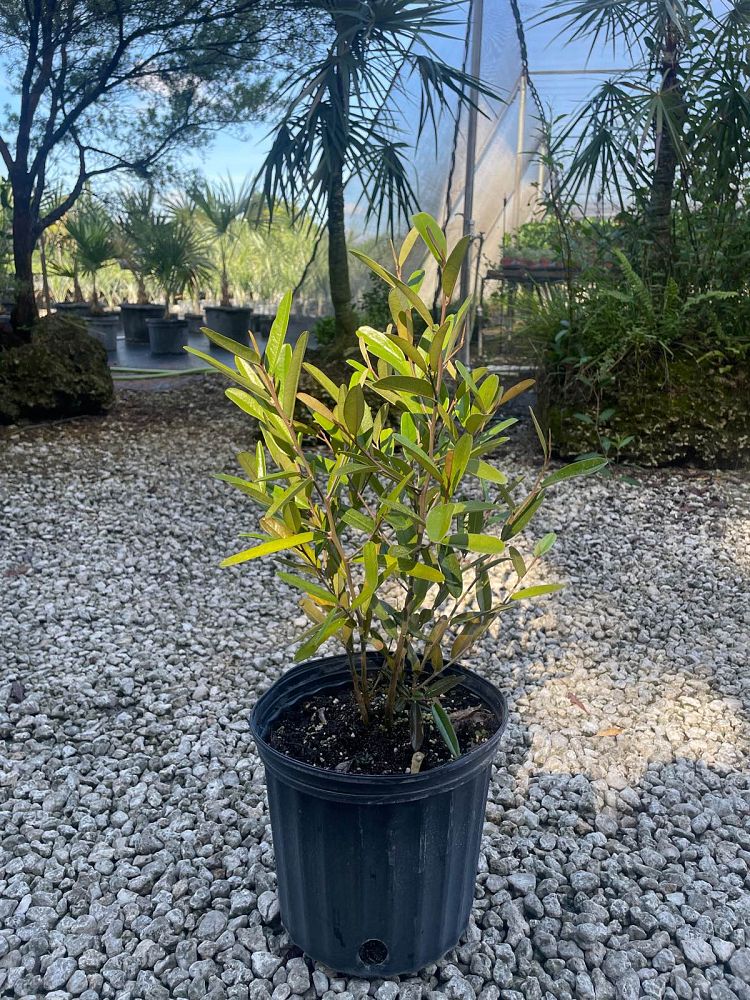 quadrella-jamaicensis-jamaican-caper-capparis-cynophallophora