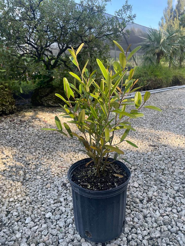 quadrella-jamaicensis-jamaican-caper-capparis-cynophallophora