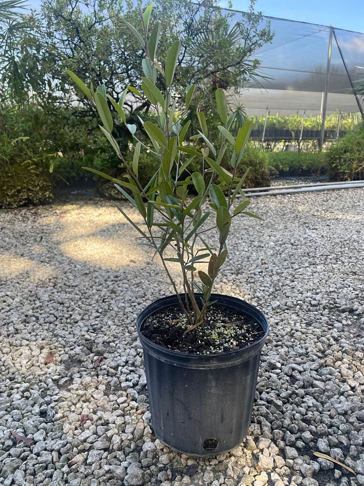 quadrella-jamaicensis-jamaican-caper-capparis-cynophallophora
