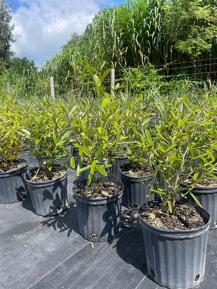 quadrella-jamaicensis-jamaican-caper-capparis-cynophallophora