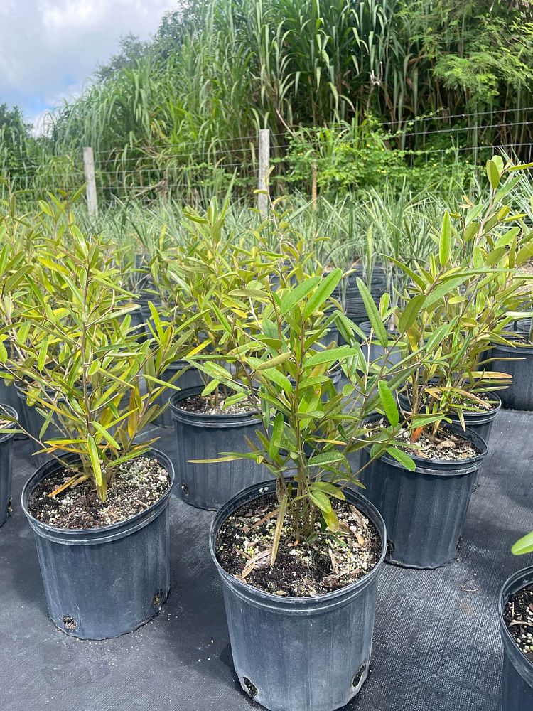 quadrella-jamaicensis-jamaican-caper-capparis-cynophallophora