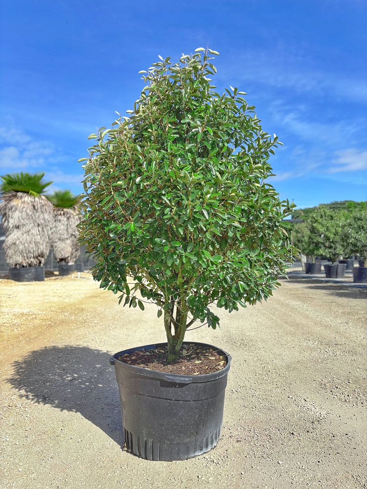 quadrella-jamaicensis-jamaican-caper-capparis-cynophallophora