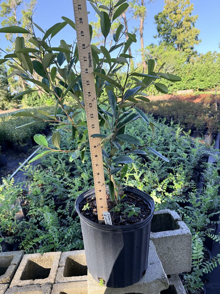 quadrella-jamaicensis-jamaican-caper-capparis-cynophallophora