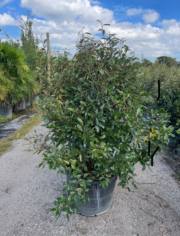 quadrella-jamaicensis-jamaican-caper-capparis-cynophallophora