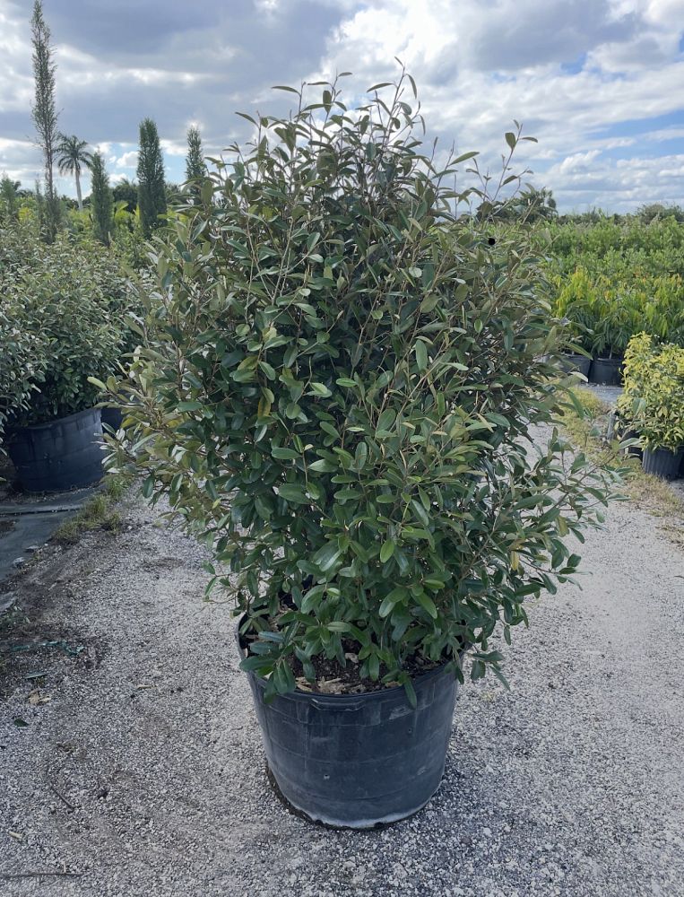 quadrella-jamaicensis-jamaican-caper-capparis-cynophallophora