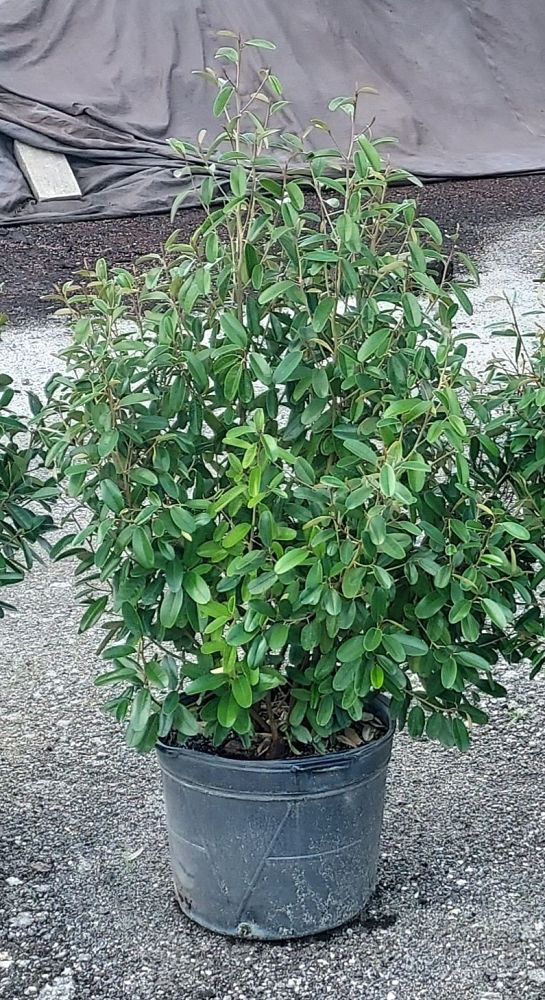 quadrella-jamaicensis-jamaican-caper-capparis-cynophallophora