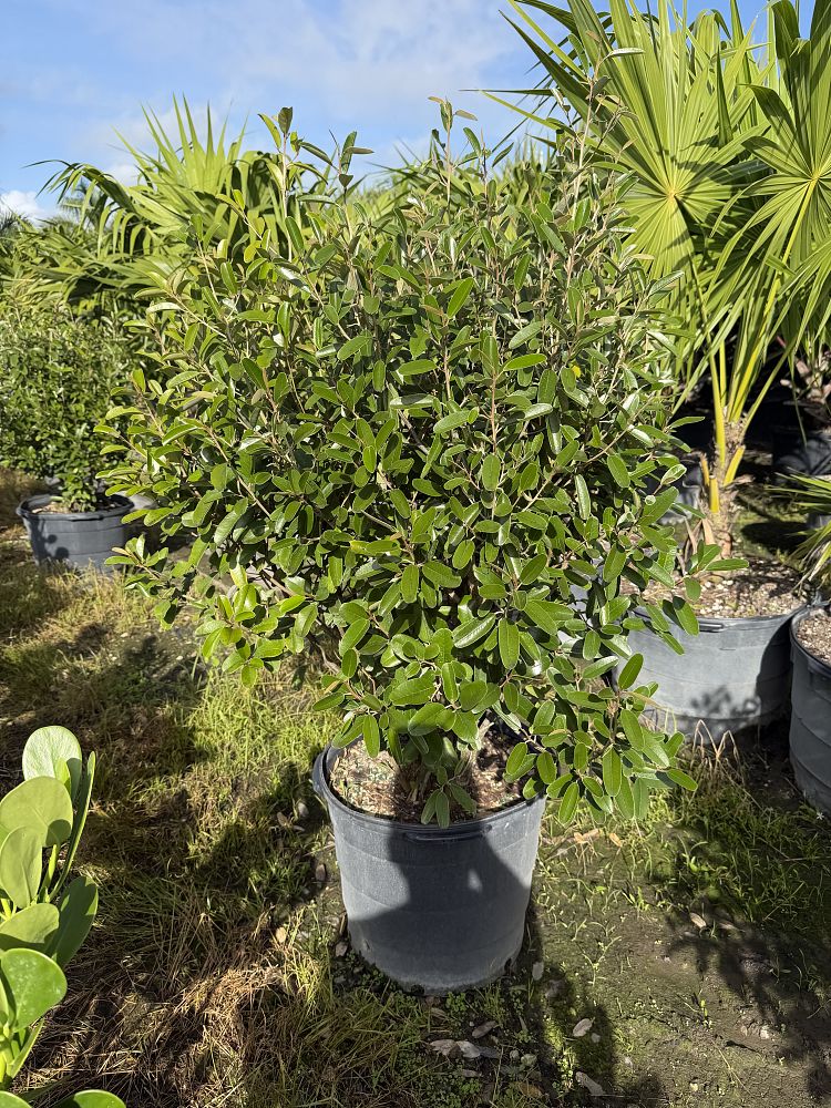 quadrella-jamaicensis-jamaican-caper-capparis-cynophallophora