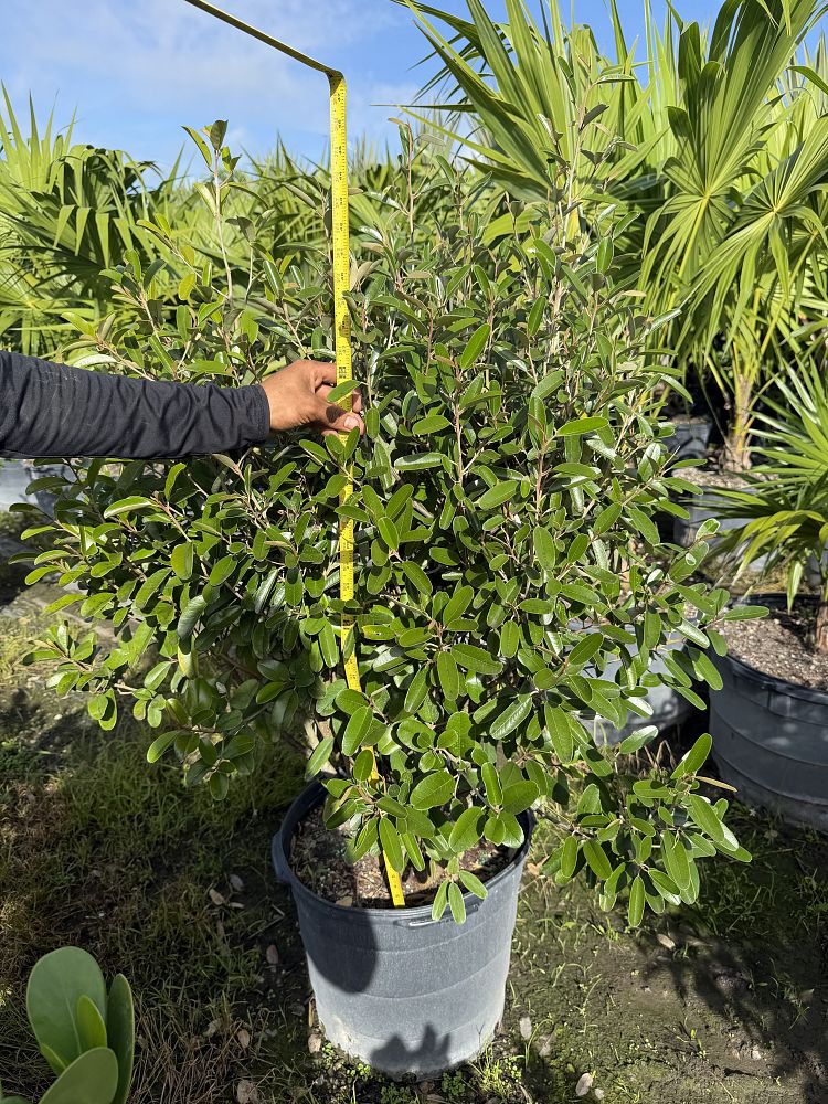 quadrella-jamaicensis-jamaican-caper-capparis-cynophallophora