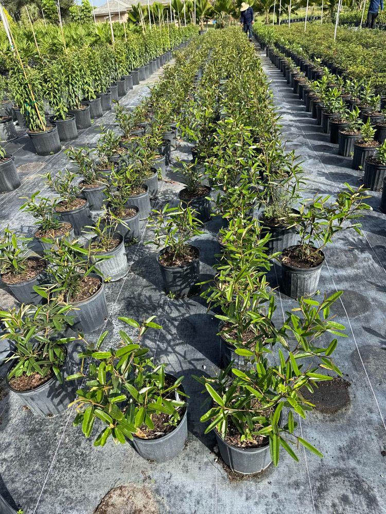 quadrella-jamaicensis-jamaican-caper-capparis-cynophallophora