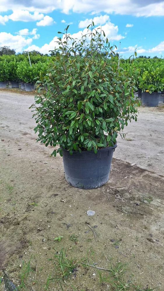 quadrella-jamaicensis-jamaican-caper-capparis-cynophallophora
