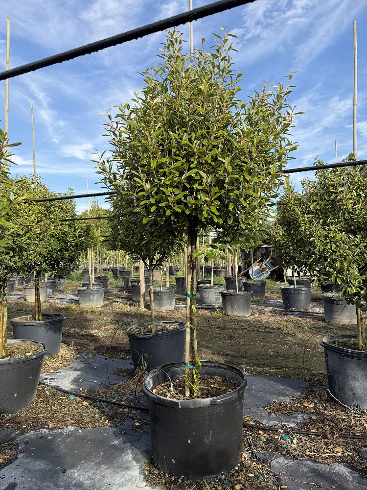 quadrella-jamaicensis-jamaican-caper-capparis-cynophallophora