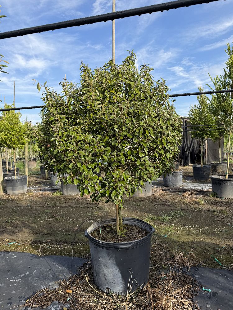 quadrella-jamaicensis-jamaican-caper-capparis-cynophallophora