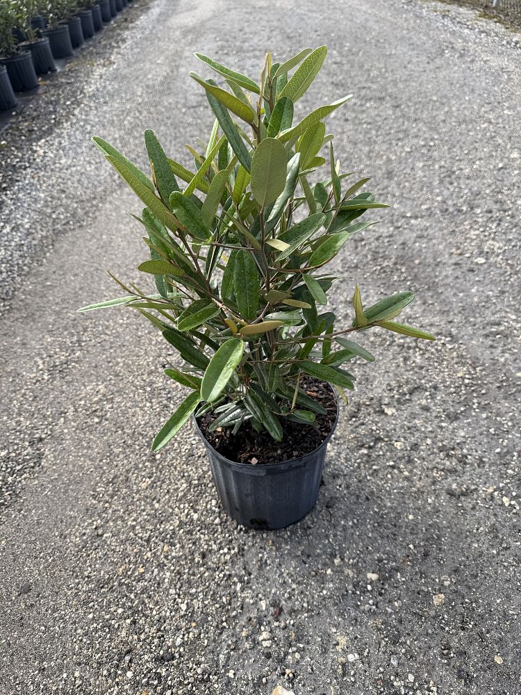 quadrella-jamaicensis-jamaican-caper-capparis-cynophallophora