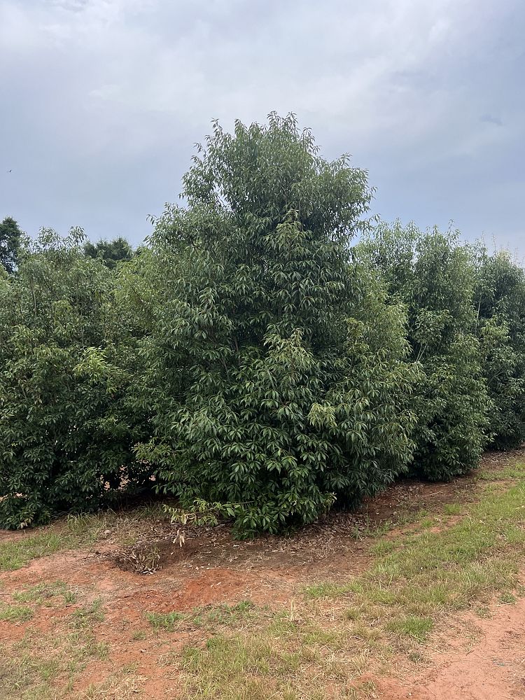 quercus-acuta-japanese-evergreen-oak