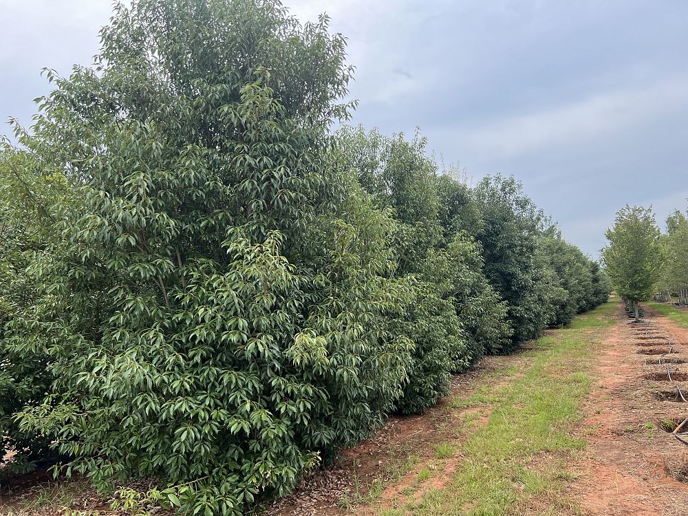 quercus-acuta-japanese-evergreen-oak
