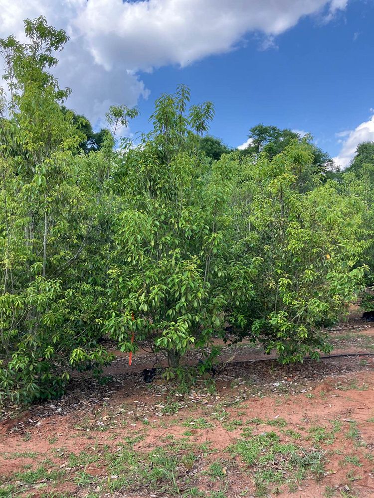 quercus-acuta-japanese-evergreen-oak