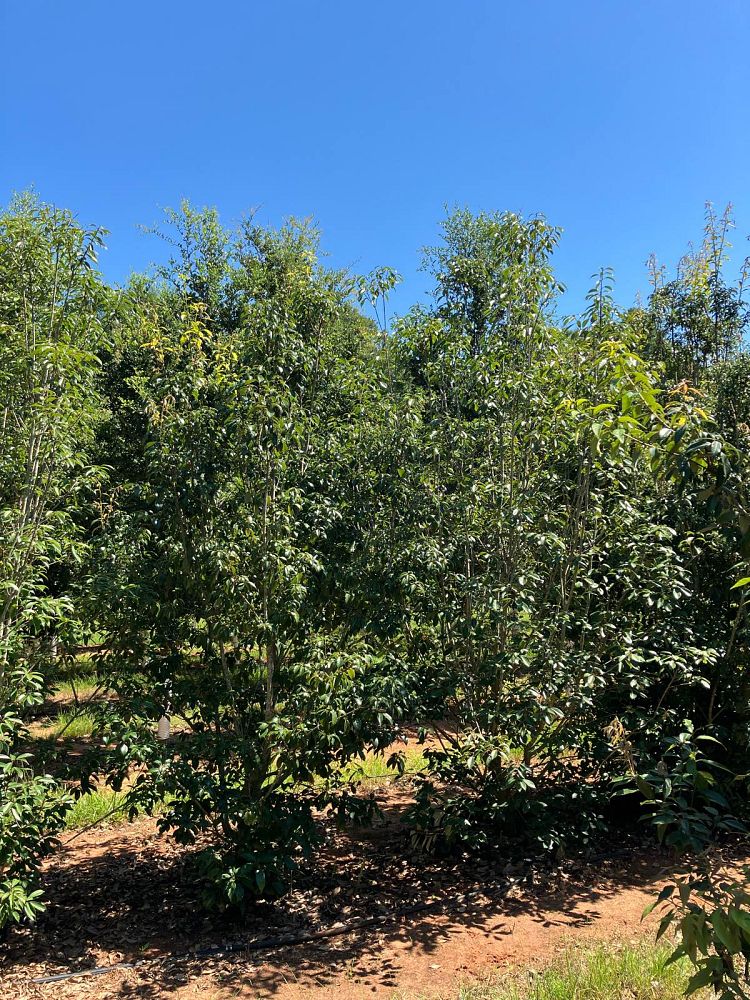 quercus-acuta-japanese-evergreen-oak