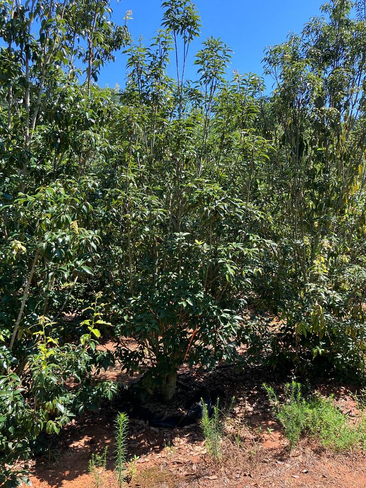 quercus-acuta-japanese-evergreen-oak