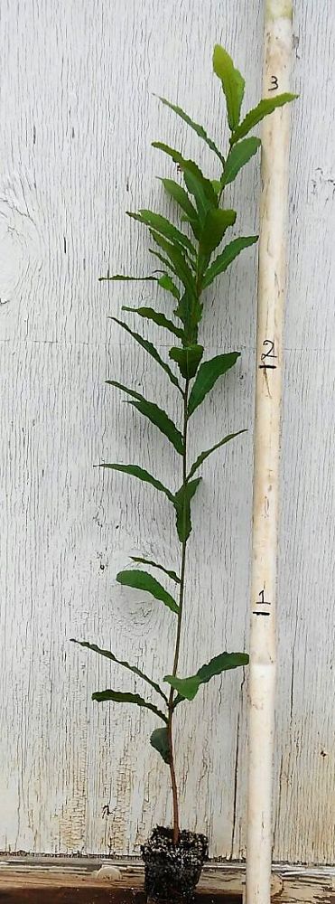 quercus-acutissima-gobbler-sawtooth-oak