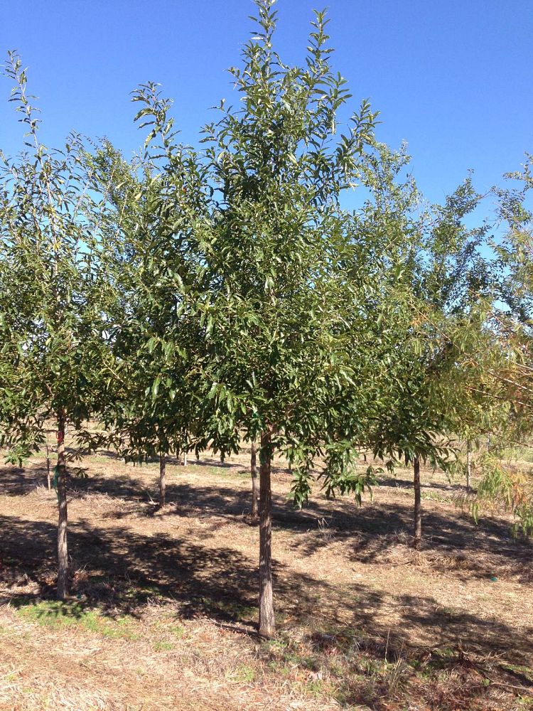 quercus-acutissima-sawtooth-oak