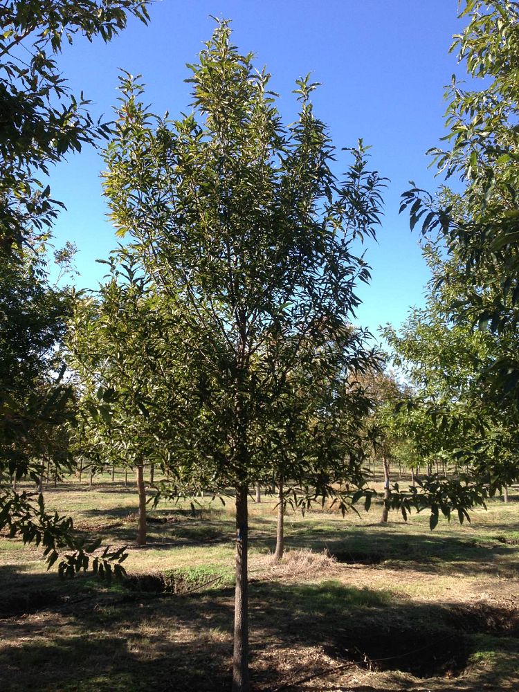 quercus-acutissima-sawtooth-oak