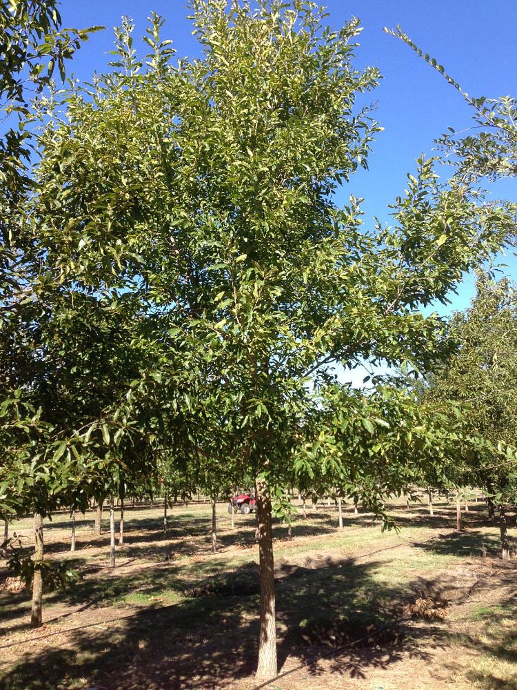quercus-acutissima-sawtooth-oak