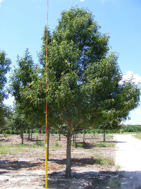 quercus-acutissima-sawtooth-oak