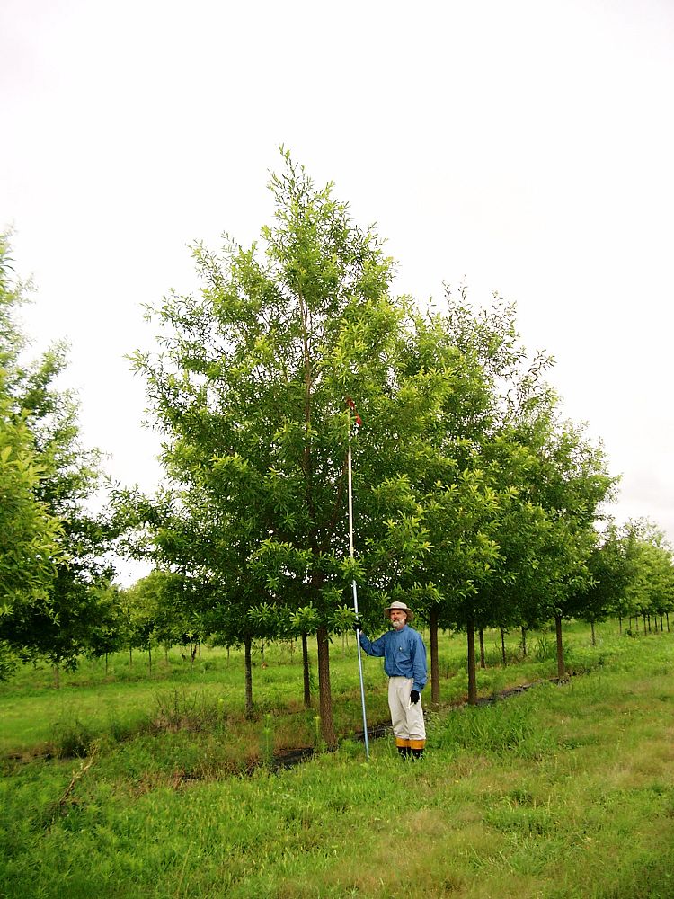 quercus-acutissima-sawtooth-oak