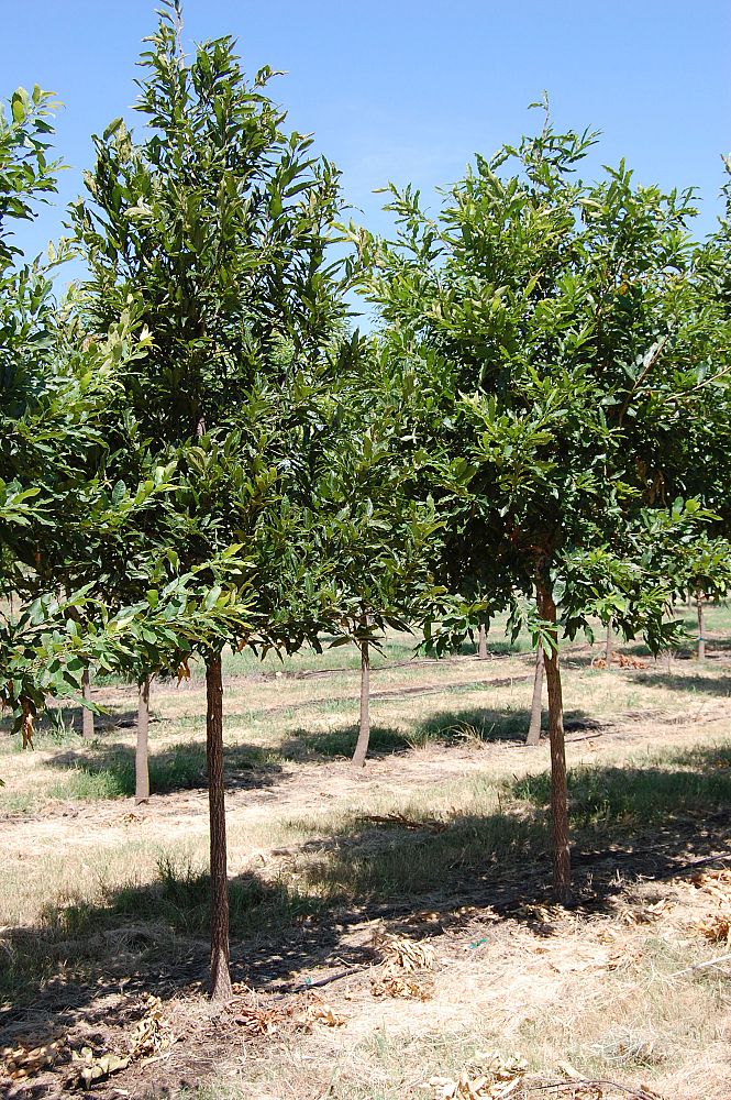 quercus-acutissima-sawtooth-oak