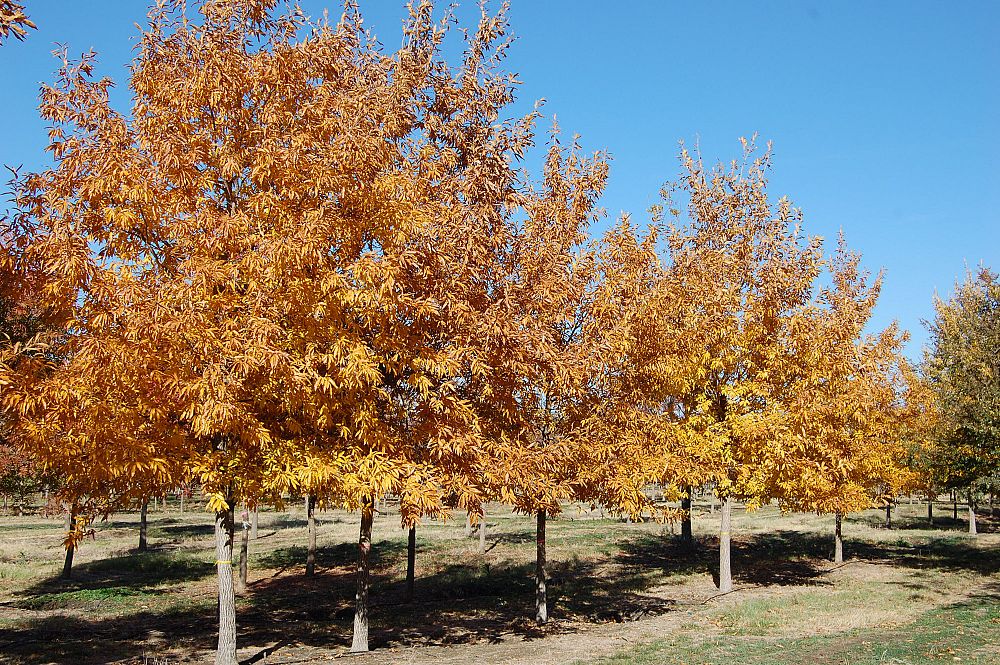 quercus-acutissima-sawtooth-oak