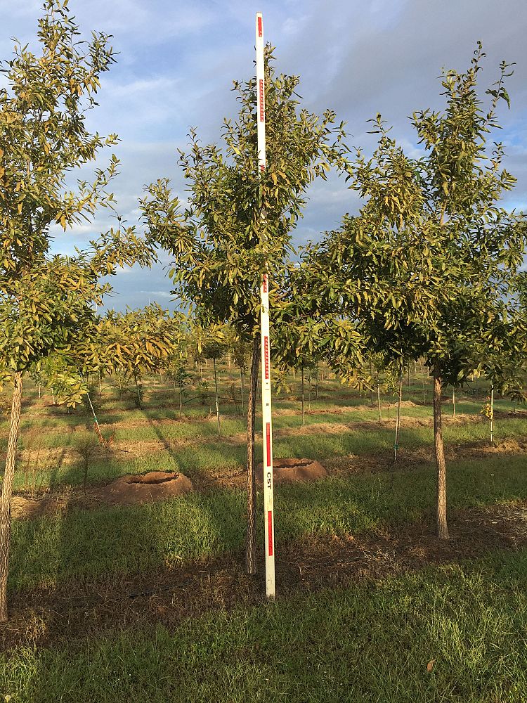 quercus-acutissima-sawtooth-oak