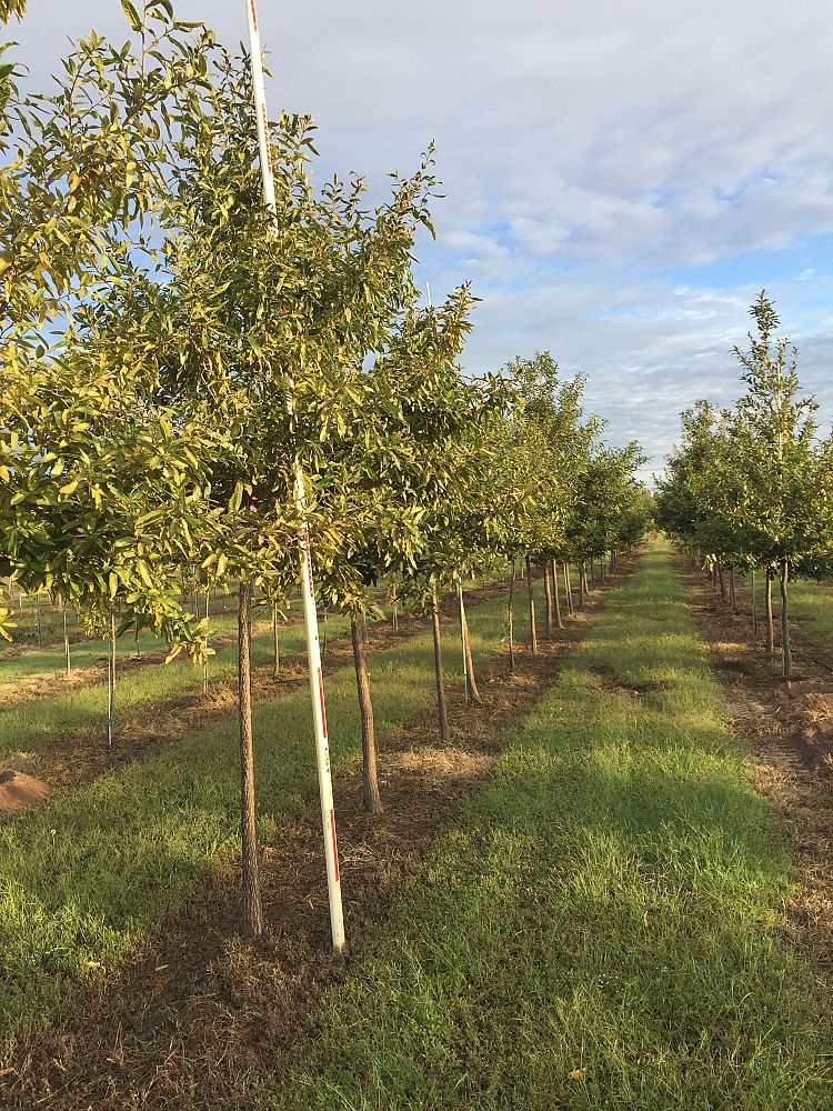 quercus-acutissima-sawtooth-oak